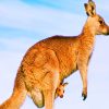 Aussie Wildlife Kangaroo Paint By Numbers
