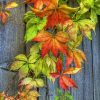 Autumn Maple Leaf Paint By Numbers