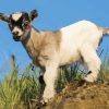 Cute Baby Goat Paint By Numbers