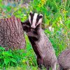 Badger Wildlife Paint By Numbers