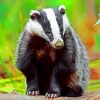 Forest Badger Paint By Numbers