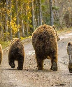 Baby Bear Paint By Numbers