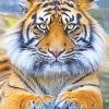 Stunning Tiger Eyes Paint By Numbers