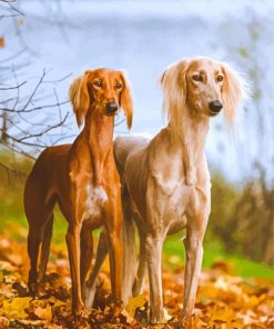 Beige Brown Salukies Paint By Numbers