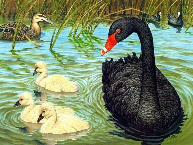 Modern Black Duck Bird Paint By Numbers