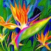 Bird Of Paradise Flower Paint By Numbers