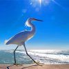 Beach Birds Herons Seascape Paint By Numbers