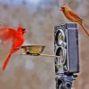 Cardinal Birds Photo Paint By Numbers