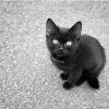 Black and White Kitten Picture Paint By Numbers
