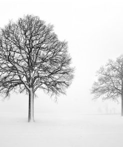 Monochrome Tree Landscape Paint By Numbers