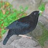 Satin Black Bowerbird Paint By Numbers
