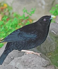 Satin Black Bowerbird Paint By Numbers