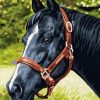 Majestic Black Horse Paint By Numbers