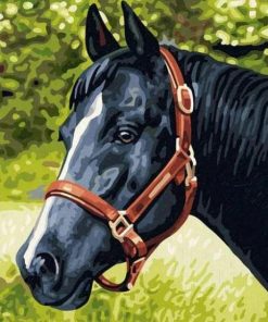 Majestic Black Horse Paint By Numbers
