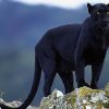 Wild Black Panther Paint By Numbers