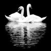 Monochrome Swan Reflection Paint By Numbers