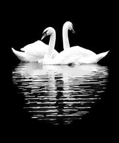 Monochrome Swan Reflection Paint By Numbers