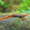 Black Orange Salamander Amphibian Paint By Numbers
