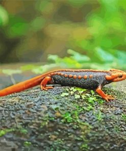 Black Orange Salamander Amphibian Paint By Numbers