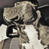 American Bully Puppy Black White Paint By Numbers