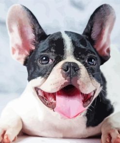Smiling French Bulldog Paint By Numbers