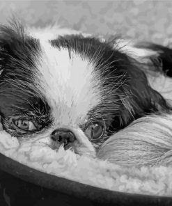 Japanese Chin Dog Paint By Numbers
