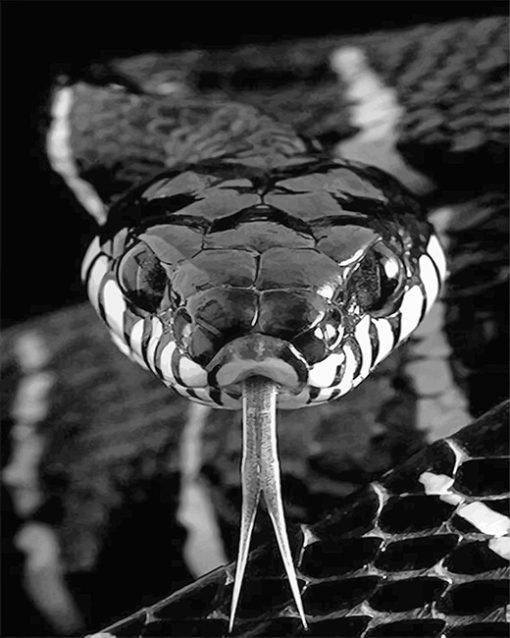 Black-and-white-Snake-adult-paint-by-numbers