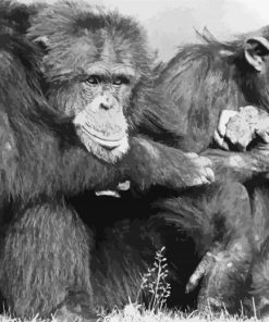 Chimpanzee Art Black and White Paint By Numbers
