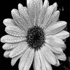 Black and White Daisy Art Paint By Numbers