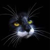 Black Cat White Whiskers Paint By Numbers
