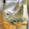 Grey Rhino Wildlife Paint By Numbers