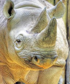 Grey Rhino Wildlife Paint By Numbers