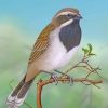Paint By Numbers Throated Sparrow