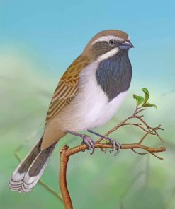 Paint By Numbers Throated Sparrow