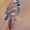 Black Throated Sparrow Bird Paint By Numbers