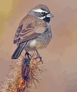 Black Throated Sparrow Bird Paint By Numbers
