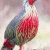 Breathtaking Blood Pheasant Paint By Numbers