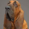 Bloodhound Dog Paint By Numbers