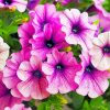 Purple Petunia Flowers Paint By Numbers