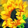 Sunflower Bloom Paint By Numbers