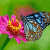 Blue Butterfly Insects Paint By Numbers