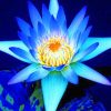 Blue Lotus Flower Paint By Numbers