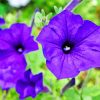 Blue Petunia Flower Paint By Numbers