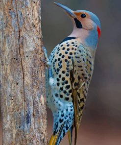 Blue Bird Painting Kit Paint By Numbers