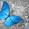 Blue Butterfly Painting Paint By Numbers