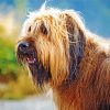 Brown Briard Dog Paint By Numbers