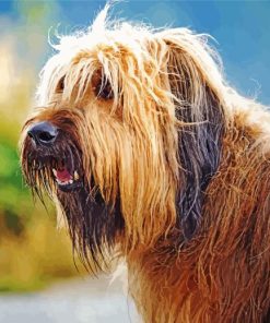 Brown Briard Dog Paint By Numbers