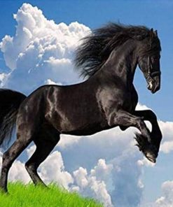 Riding Arabian Horses Paint By Numbers