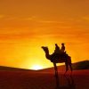 Desert Camel in Sunset Paint By Numbers