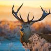 Wild Sika Deer Animals Paint By Numbers